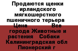 Продаются щенки ирландского мягкошерстного пшеничного терьера › Цена ­ 30 000 - Все города Животные и растения » Собаки   . Калининградская обл.,Пионерский г.
